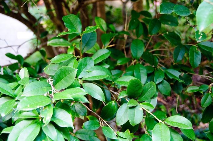 Osmanthus fragrans ''