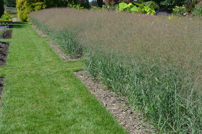 Panicum virgatum 'Heavy Metal'