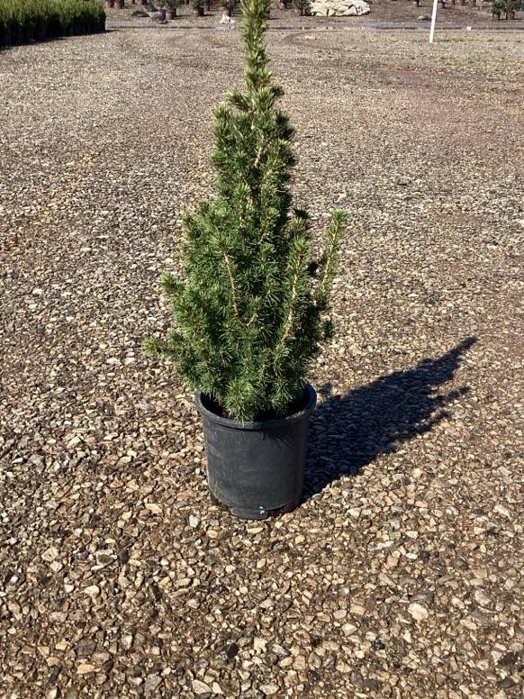 Picea glauca 'Alberta Blue'