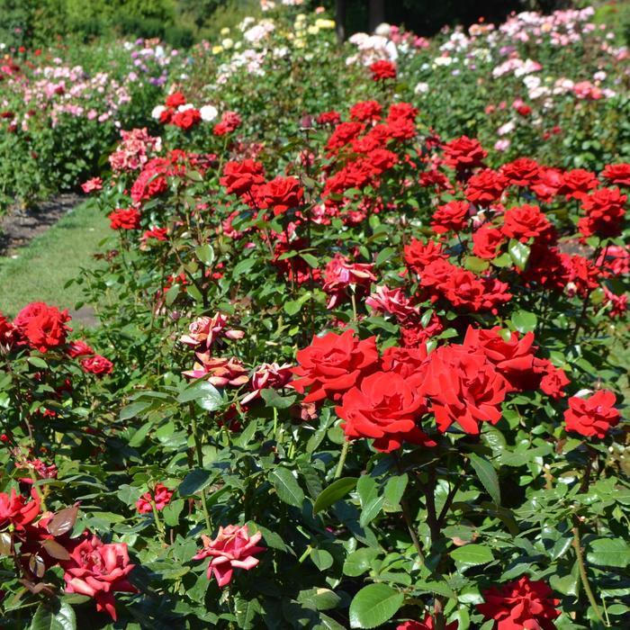 Rosa x Bloomables® 'Crimson Bouquet™'