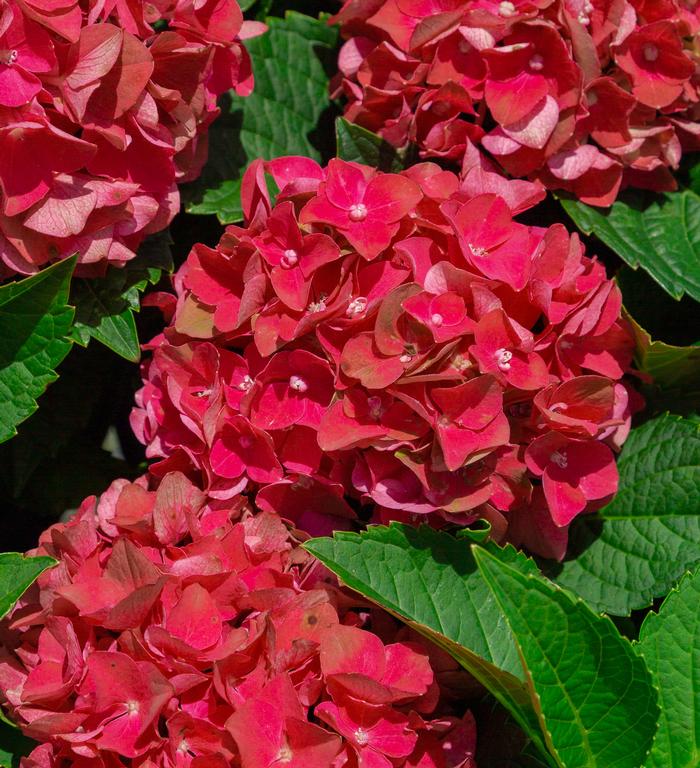 Hydrangea macrophylla 'Heart Throb®'