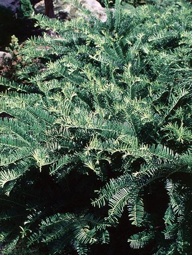Cephalotaxus harringtonia 'Prostrata'
