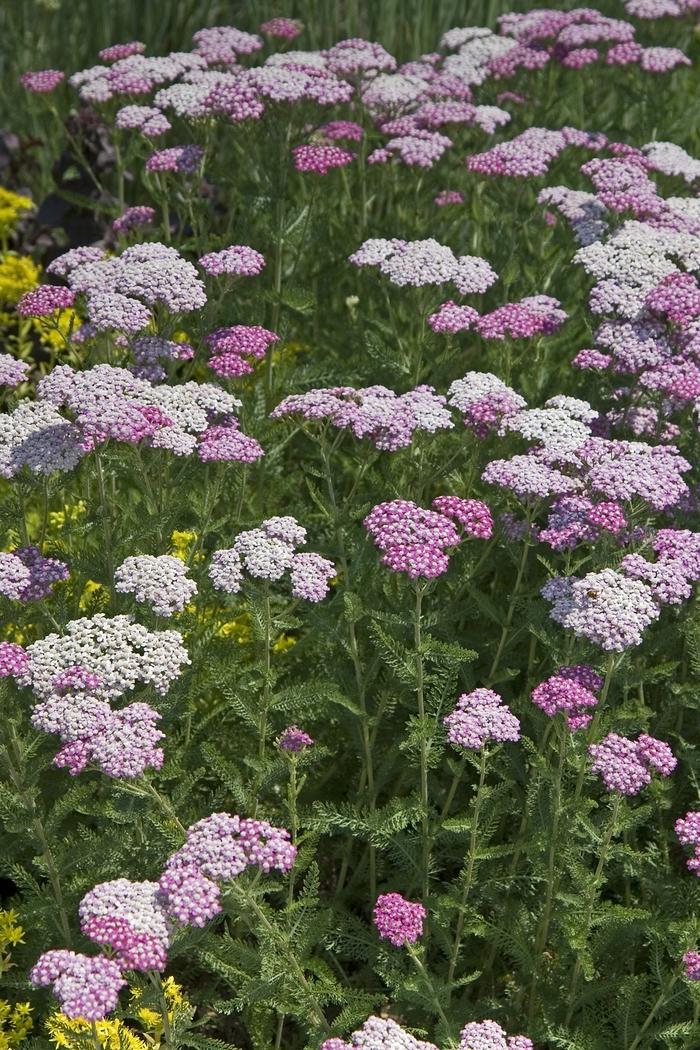 Achillea millefolium 'Oertel's Rose'