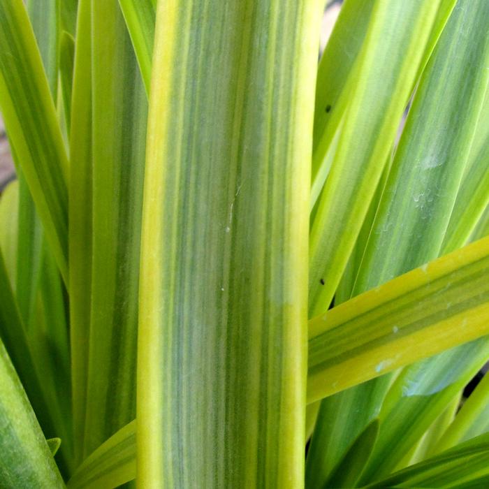 Agapanthus africanus 'Neverland'
