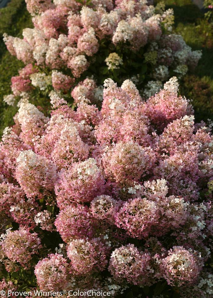 Hydrangea paniculata 'Bobo®'
