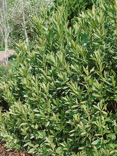 Illicium parviflorum ''
