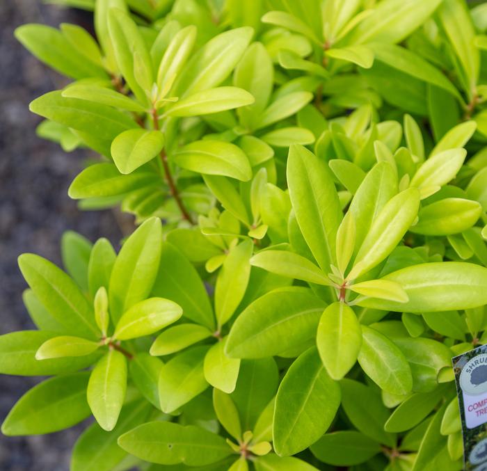 Illicium parviflorum 'Florida Sunshine'