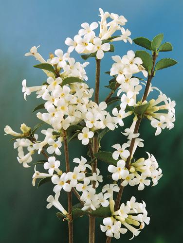 Osmanthus fragrans ''