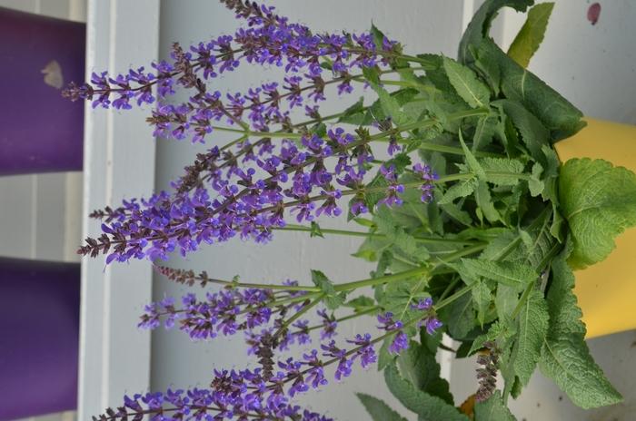 Salvia x sylvestris 'May Night'