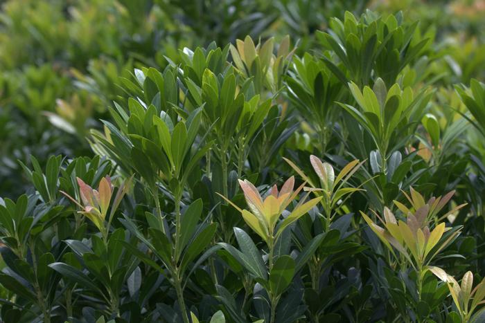 Pieris japonica 'Mountain Snow™'