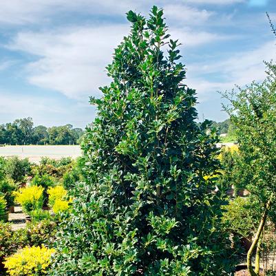 Ilex hybrid 'Nelliet™'