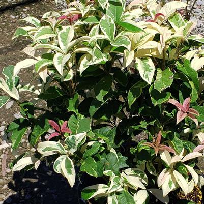 Osmanthus fragrans 'Misty River™'