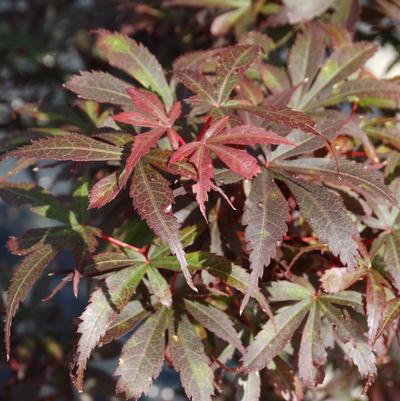 Acer palmatum 'Skeeter's Broom'