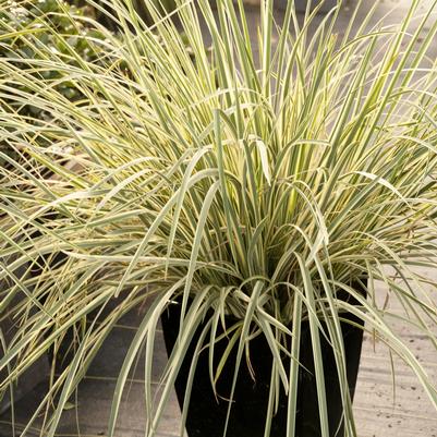 Dietes bicolor 'Milky Way™'