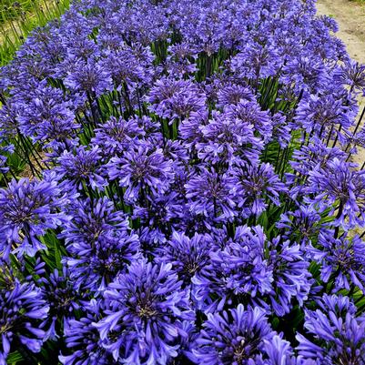 Agapanthus hybrid 'Black Arrow™'