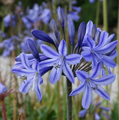 Agapanthus hybrid 'Blue Arrow™'