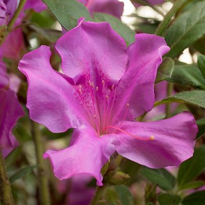 Rhododendron hybrid Encore® 'Autumn Royalty®'