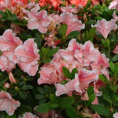 Rhododendron hybrid Encore® 'Autumn Sunburst®'