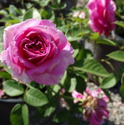 Rosa x Bloomables® 'Raspberry Cupcake™'