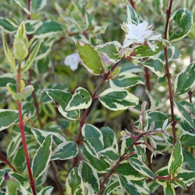 Abelia x grandiflora 'Hopleys'