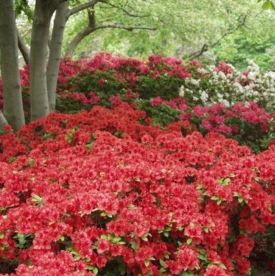 Rhododendron hybrid 'Girard's Hotshot'