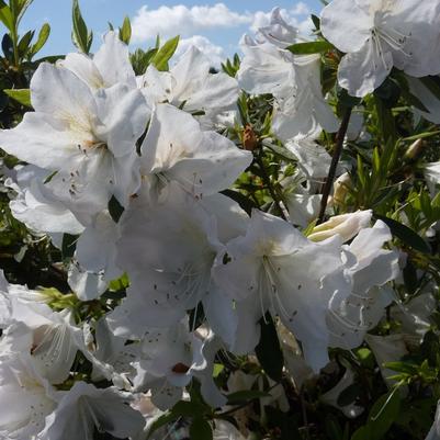 Rhododendron hybrid 'Mrs. G.G. Gerbing'