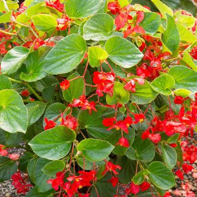 Begonia x benariensis 'Red with Green Leaf'