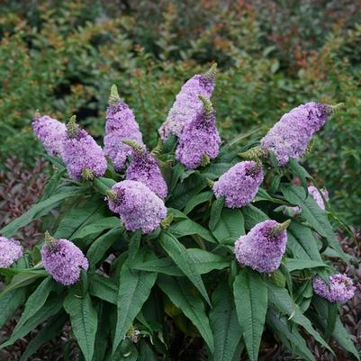 Buddleia 'Amethyst'