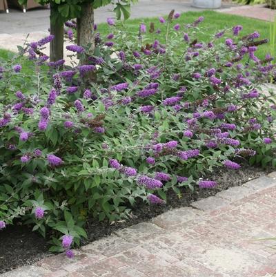 Buddleia 'Blue Chip'