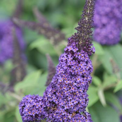 Buddleia 'Blue®'