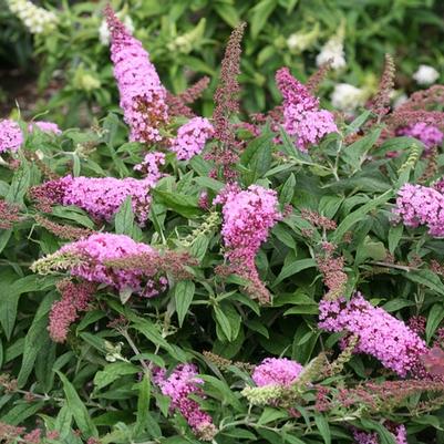 Buddleia 'Pink'