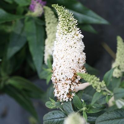 Buddleia 'White'