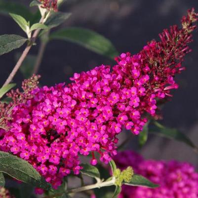 Buddleia davidii 'Hot Raspberry'
