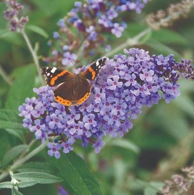Buddleia davidii 'Lavender'