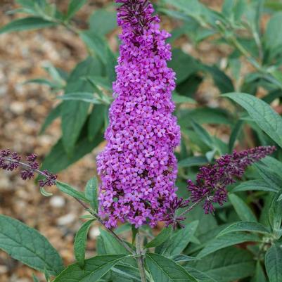 Buddleia davidii 'Magenta Improved'
