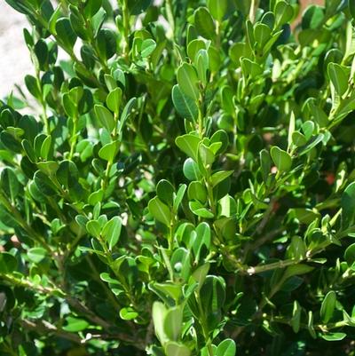 Buxus microphylla 'Winter Gem'