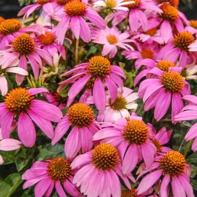 Echinacea hybrid 'Crazy Pink™'