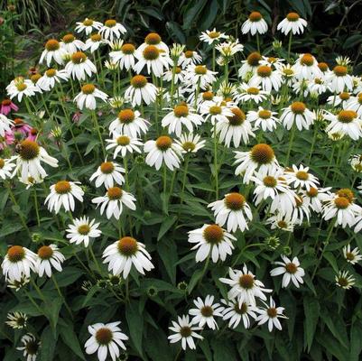Echinacea hybrid 'Crazy White™'