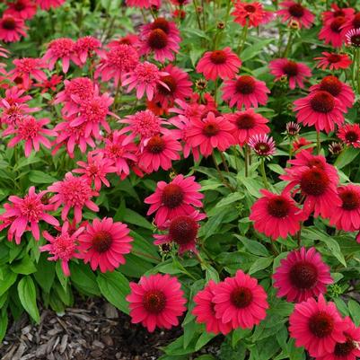 Echinacea purpurea 'Baja Burgundy'