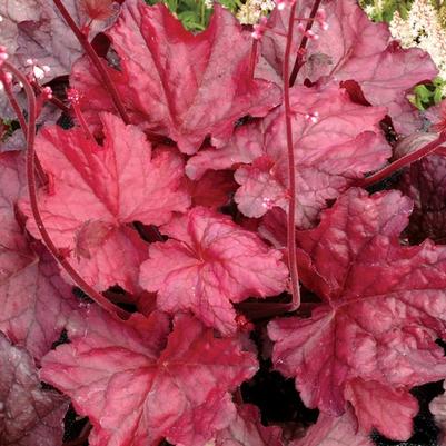 Heuchera x 'Fire Chief'