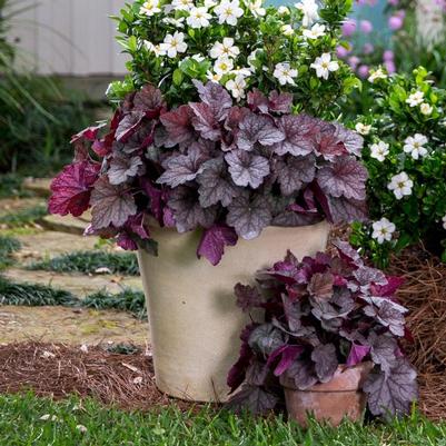 Heucherella hybrid 'Twilight'
