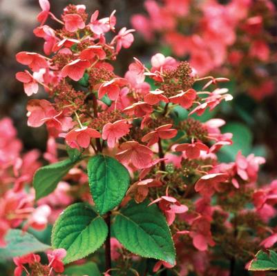 Hydrangea paniculata 'Quick Fire®'