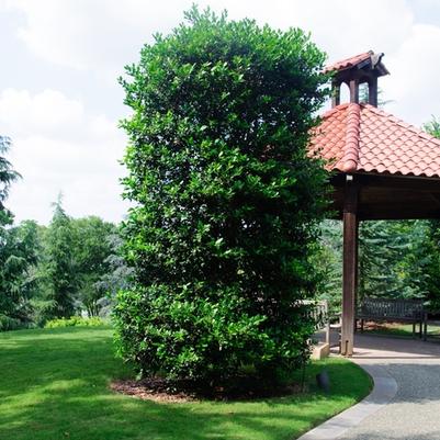Ilex cornuta x 'Nellie R. Stevens'