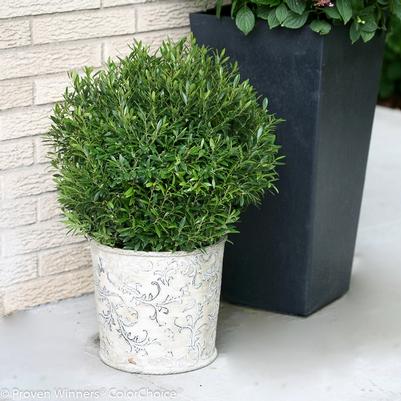 Ilex glabra 'Gem Box®'