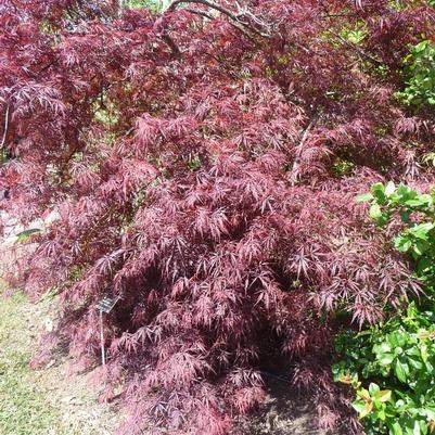 Acer palmatum var. dissectum 'Tamukeyama'