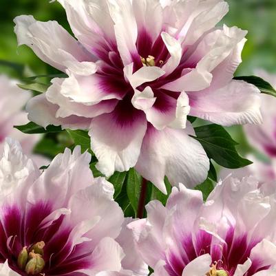 Paeonia hybrid 'Cora Louise'