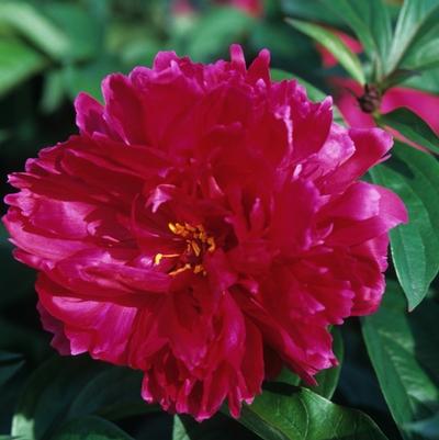 Paeonia hybrid 'Karl Rosenfield'