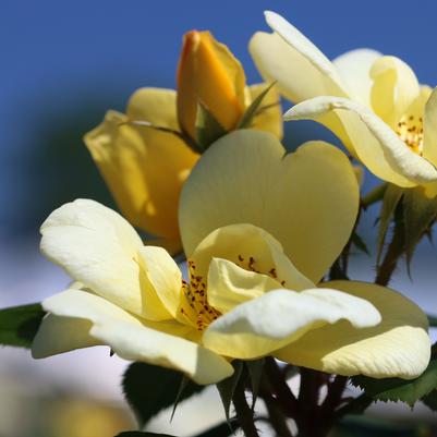 Rosa x Knock Out® 'Sunny'