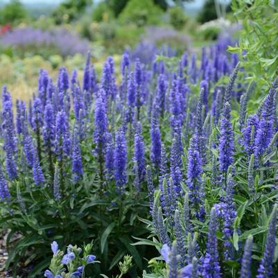 Veronica spicata Moody Blues™ 'Dark Blue'
