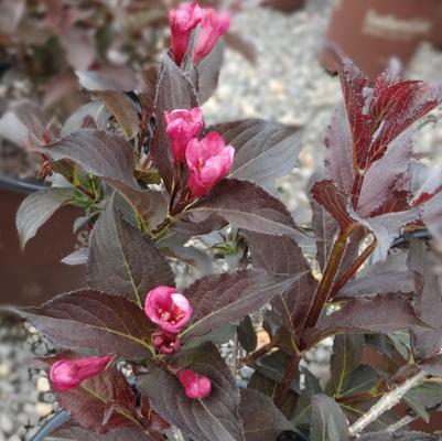 Weigela florida 'Shining Sensation™'